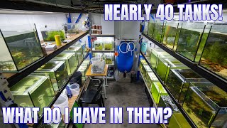 What do I have in my tanks? +  HUGE ROOM UPDATE!