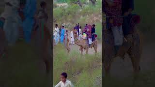 Camel  Ride Sound |white Desert #trending  #shorts  #viralvideo