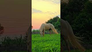 village life in punjab #farm #punjabi #shortsfeed #countrylife #horse #asmr #village #yt #horseshort