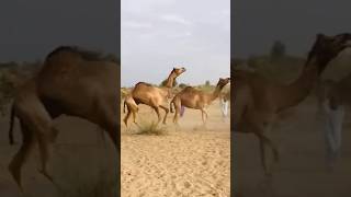 Big camel attach with partner #camel #style #shorts #nature #movement #wildlife