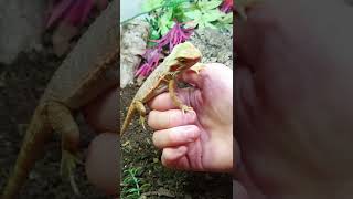 Taming A Defensive Bearded Dragon! (Part 11) 😠🦎 #shorts