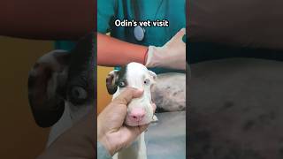 great dane Odin ki vet visit #great dane #dog #pet #mohdkamran #travel #bly #mountains