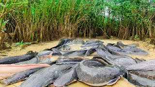 amazing fishing! a lot of catch catfish in little water at lake, catch red fish by hand