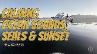 Calming Ocean Sounds, Seals and Sunset