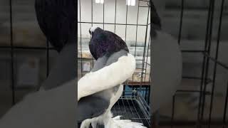 Champion pigeon