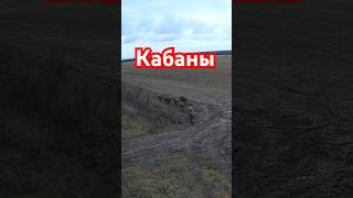 Кабаны. Семья кабанов wild boar 🐗