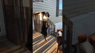 Nosey Dog Learns to STAND UP to Spy on Neighbours || Dogtooth Media