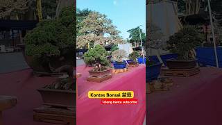 Kontes Bonsai 盆栽 #bonsai #盆栽