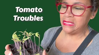 Tomato Crisis - Let's try to REVIVE and HELP them!  | Urban Homestead VLOG