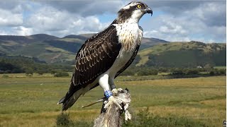 Pandion haliaetus Family, Difi Osprey Project (Gales)