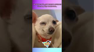 Mi perrito no muerde, te seduce...