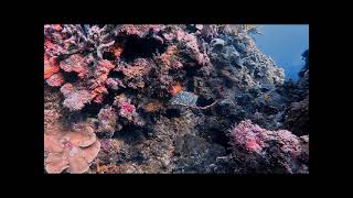 Cozumel Scuba Diving- Hawksbill Sea Turtle in Coral