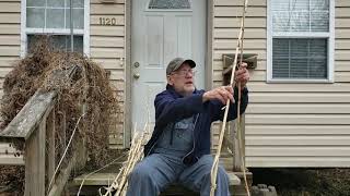 harvesting cane for trellising