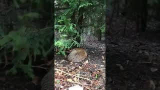 Un renard qui dort profondément. Sleeping fox