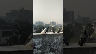 #pigeon #pigeonlover #bird #fancypigeon #kabootar #shortsvideo #video #pigeonbreed #pingeon 🕊️🕊️🕊️