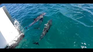 Mergulhos em  Fernando de Noronha 14 novembro 2019