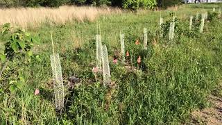 Hedgerow Replant Overview June 11, 2020