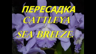 Как посадить орхидею Каттлея. Cattleya Sea Breeze. Делаем дырки в горшках .