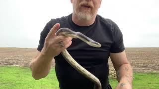 Freshly molted Black Rat Snake￼