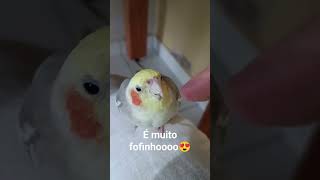 calopsita muito fofa e mansa😍#shorts #aves #birds #calopsitas #pets