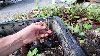 Organic Back to Eden Container Gardening 8 Aug 2018