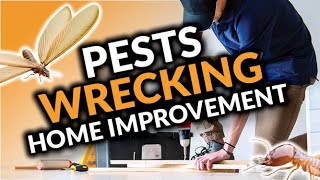 Prevent Pests From Wrecking Your Home Improvements