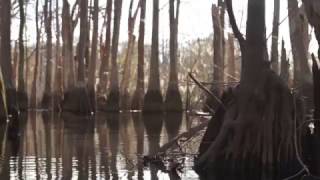 Seek reflection through the trees of Ebenezer Creek