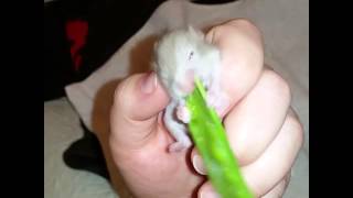 Baby Roland and his Snow Pea