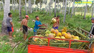 UPAH PENGUMPUL KELAPA 80.000/HARI