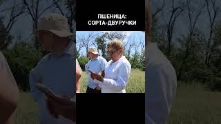 Пшеница: сорта-двуручки #апккубаньхлеб