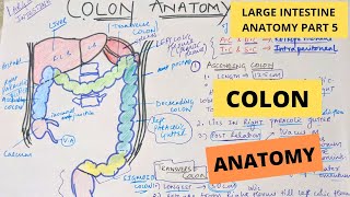 COLON ANATOMY | Large intestine anatomy part 5 | Suyash shukla