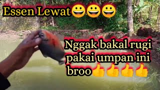 Mantap bro..!!Buruan pakai Di jamin nggak bakalan Rugi,,umpan bawal harian paling jitu