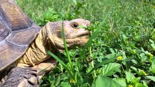 Large Sulcata Tortoise Eating Fresh Green Grasses