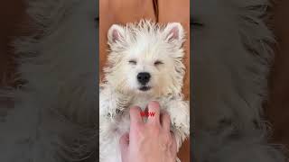 how to clean your pet dog toes