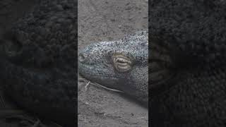 KOMODO DRAGON Mating begins May-August up to 20 Eggs Incubate for 7-8 months #viralvideo #shorts