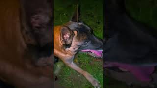 Atom sauve une femme partie 2 #atom #femme #chien #shorts #dog #video #viral #youtubeshorts #k9