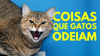 10 COISAS QUE OS GATOS MAIS ODEIAM (Nunca Faça a 6)