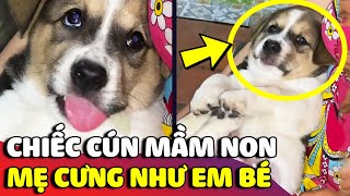 Chiếc cún mầm non 'MỚI NHÚ' được mẹ xem như 'CỤC VÀNG' khiến ai thấy cũng cưng 😅 | Gâu Đần