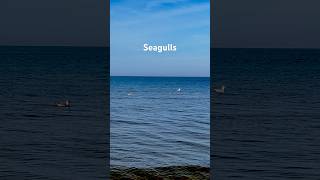 Meet the Seagulls in the Baltic Sea