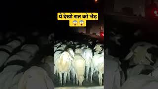 #shorts #reels #sheep #sheepfarming #nightview #viral #funny #roadaccdient #suddenly #sheepatnight