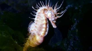 Buceo entre Caballos de Mar