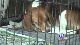 6ABC Coverage 21 Dogs Rescued from Illegal breeders