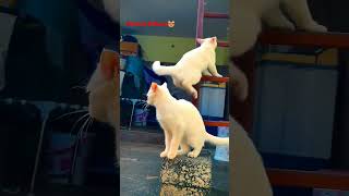 Persian Kittens using Stairs😻 #shorts #viral #cat #trending #pets #persiancat