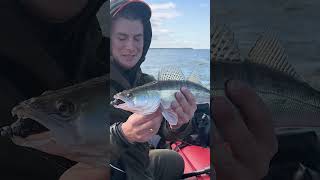 РАЗДАЧА СУДАКОВ #norstream #fishing #рыбалка #спиннинг