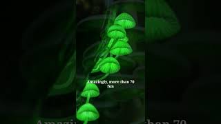 Bioluminescent Mushrooms That Glow in the Dark | glowing fungi