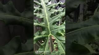 ALOCASIA PORTEII #alocasiaporteii #alocasia #plants #aroid #indoorplantstyling