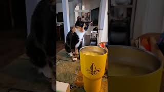 Funny cat videos 🤣📷 #cat #catlover #funnycat #shortvideo #shortsfeed #shorts EPISODE 478