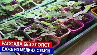 Рассада без хлопот - даже из мелких семян