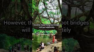 Living Root bridges of India (explained)