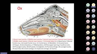 Anatomy 24 October BE 2567